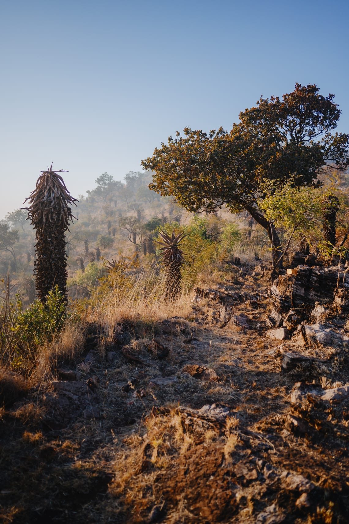 Bushveld