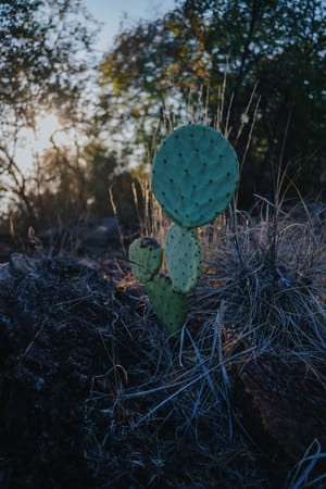 Cactus